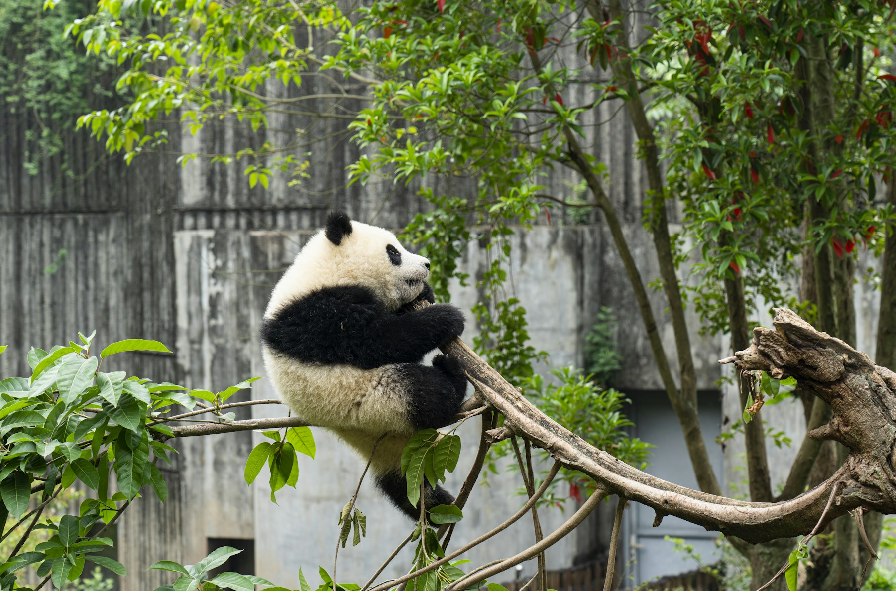 Giant panda in Chengdu